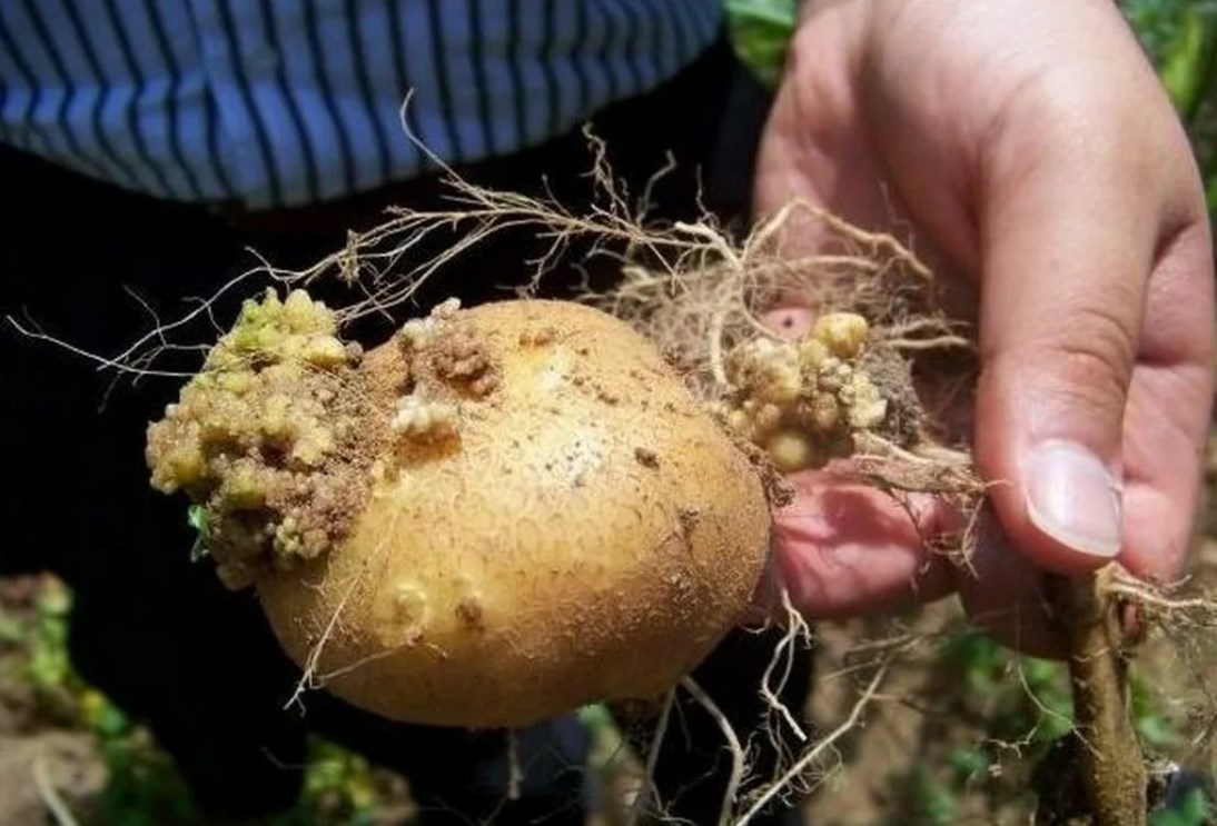 Во Владимирской области отменили карантин по картофельной нематоде в трех зонах