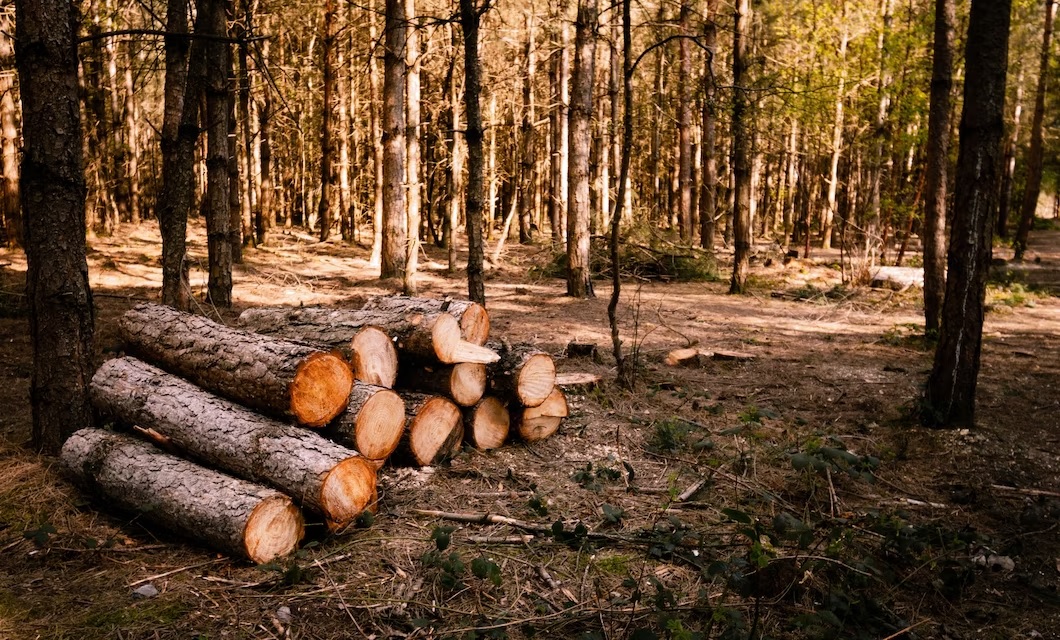 Во Владимире осудили мужчину, который незаконно вывез из страны хвойные деревья на 2 миллиона рублей
