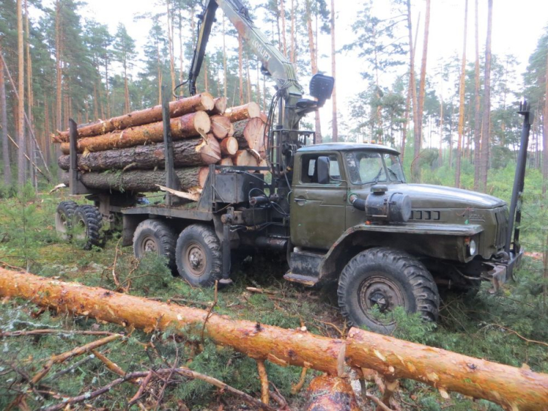 Безработный лесоруб из Гусь-Хрустального района "нарубил дров" на 630 тысяч рублей