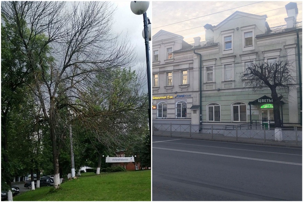 Во Владимире появится специалист, ответственный за городское озеленение