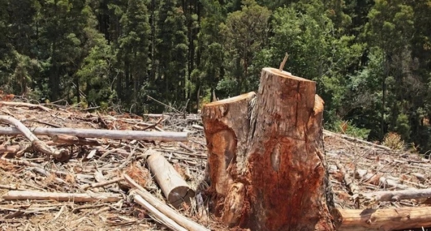 В Селивановском районе мужчина незаконно спилил деревья на более 160 тысяч рублей