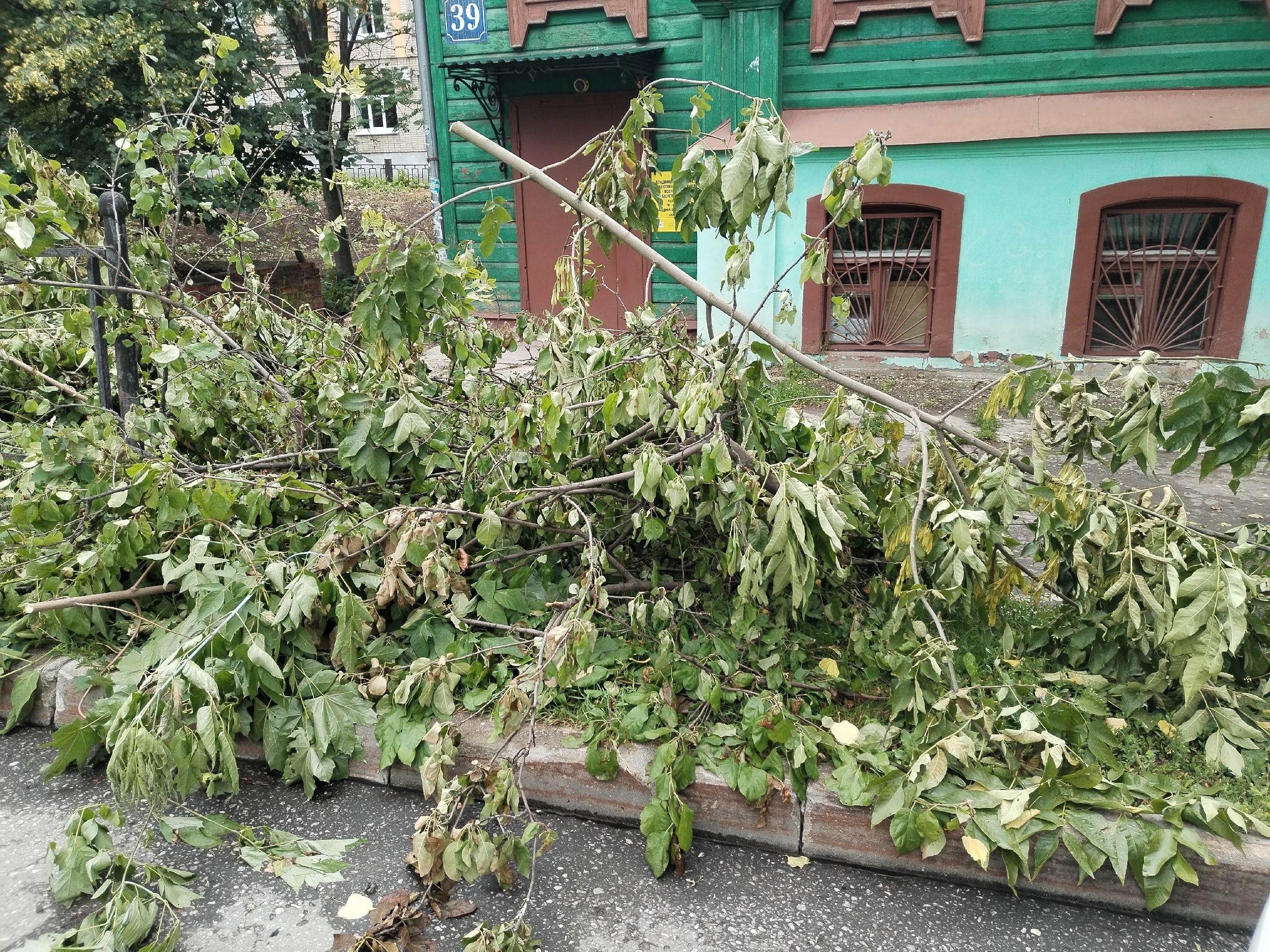 Во Владимире комиссия по по охране зелёных насаждений отклонила 5 заявок на вырубку деревьев