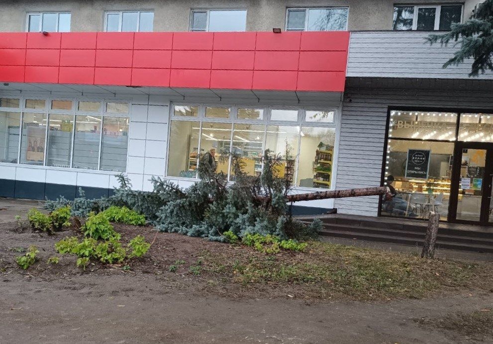 Мэрия обратилась в полицию из-за спиленной на лице Горького голубой ели 