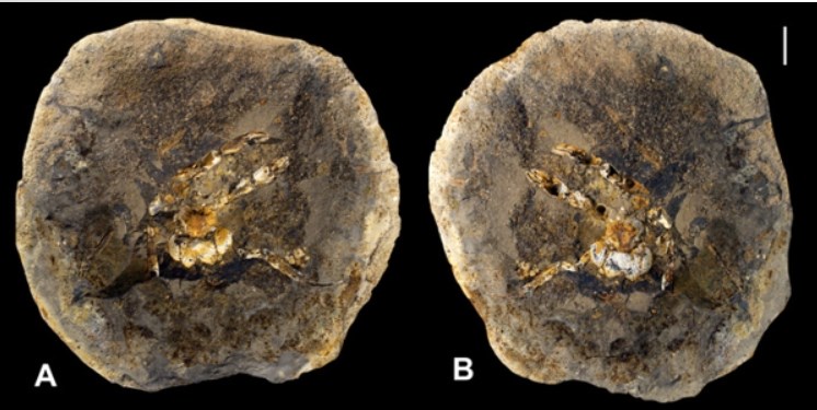 Во Владимирской области обнаружили окаменелость рака-отшельника, жившего 110 миллионов лет назад