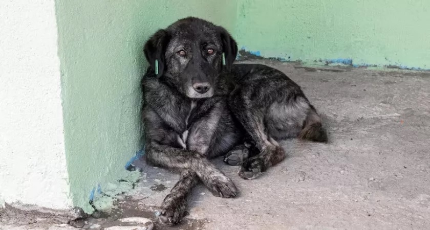 Жители промзоны во Владимире пожаловались на местные приюты для животных