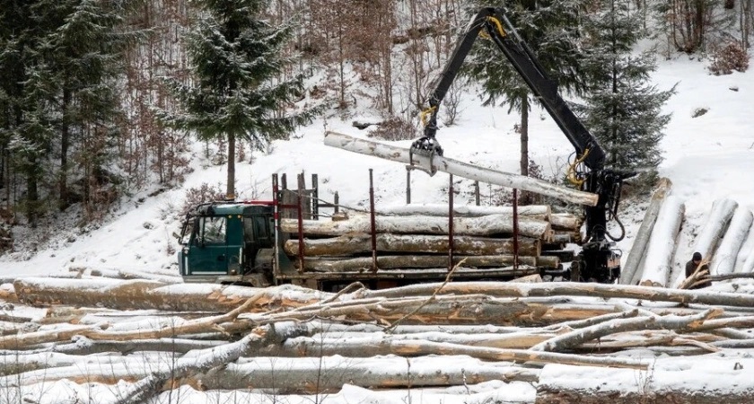 Во Владимирской области с арендатора взыщут более 900 тысяч рублей за незаконную вырубку леса