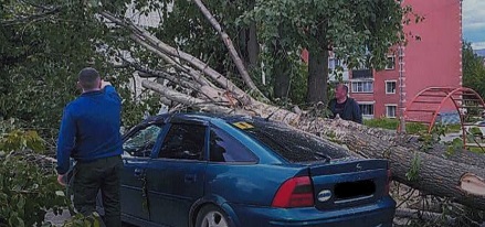 С администрации Камешковского района взыскали ущерб за упавшее на машину дерево