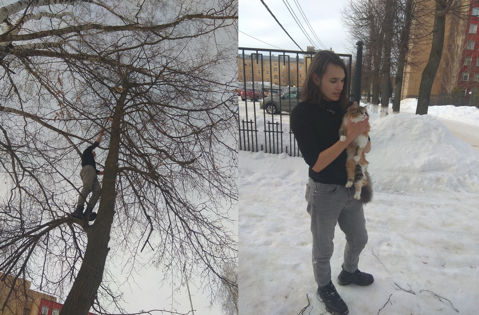 В Коврове парень спас кошку, несколько дней просидевшую на дереве