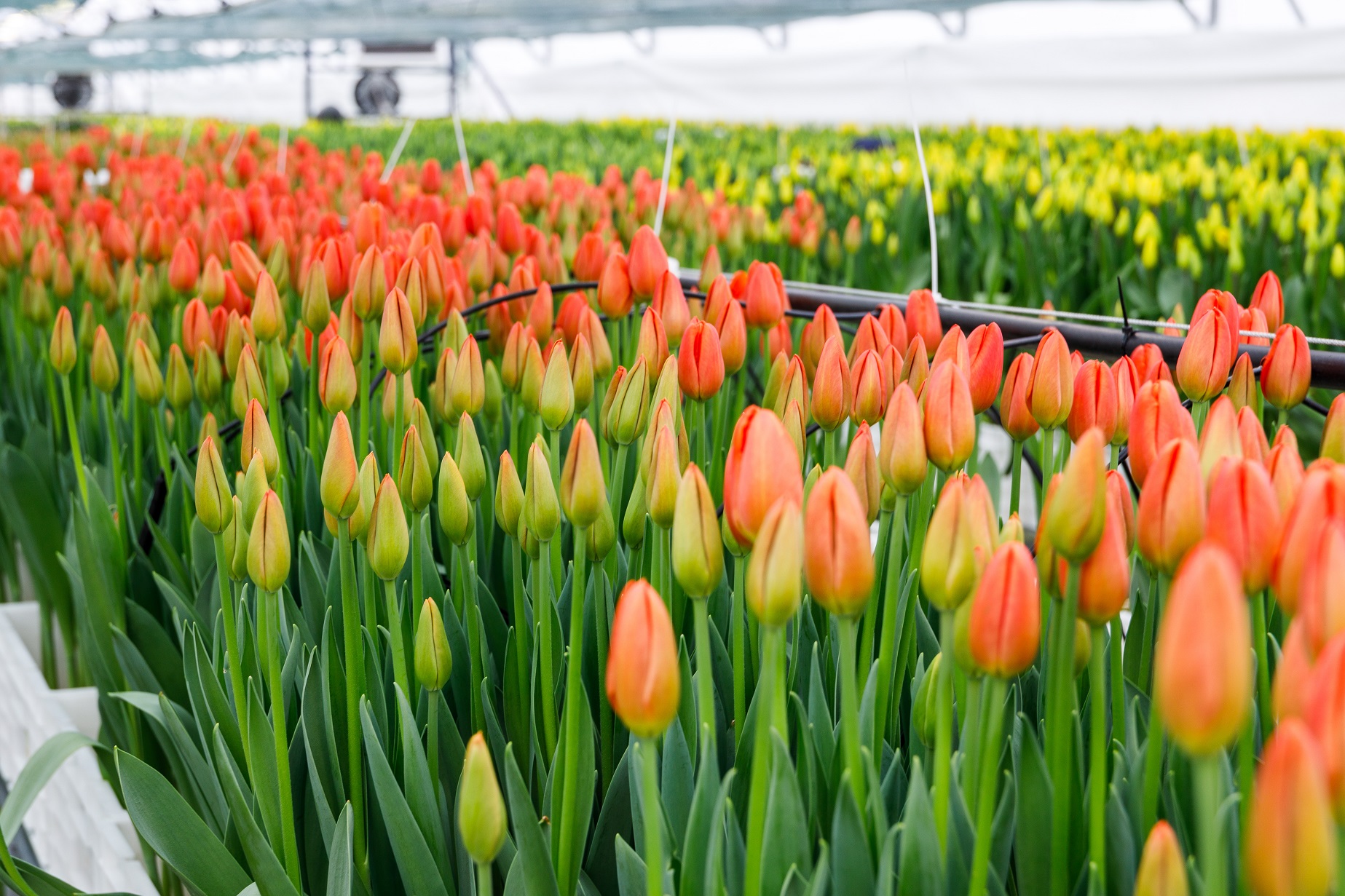 В Доброграде к Международному женскому дню вырастили первые тюльпаны
