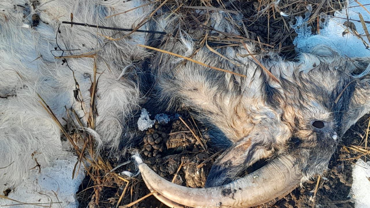 На улицу села во Владимирской области вывалили несколько трупов домашнего скота и птицы