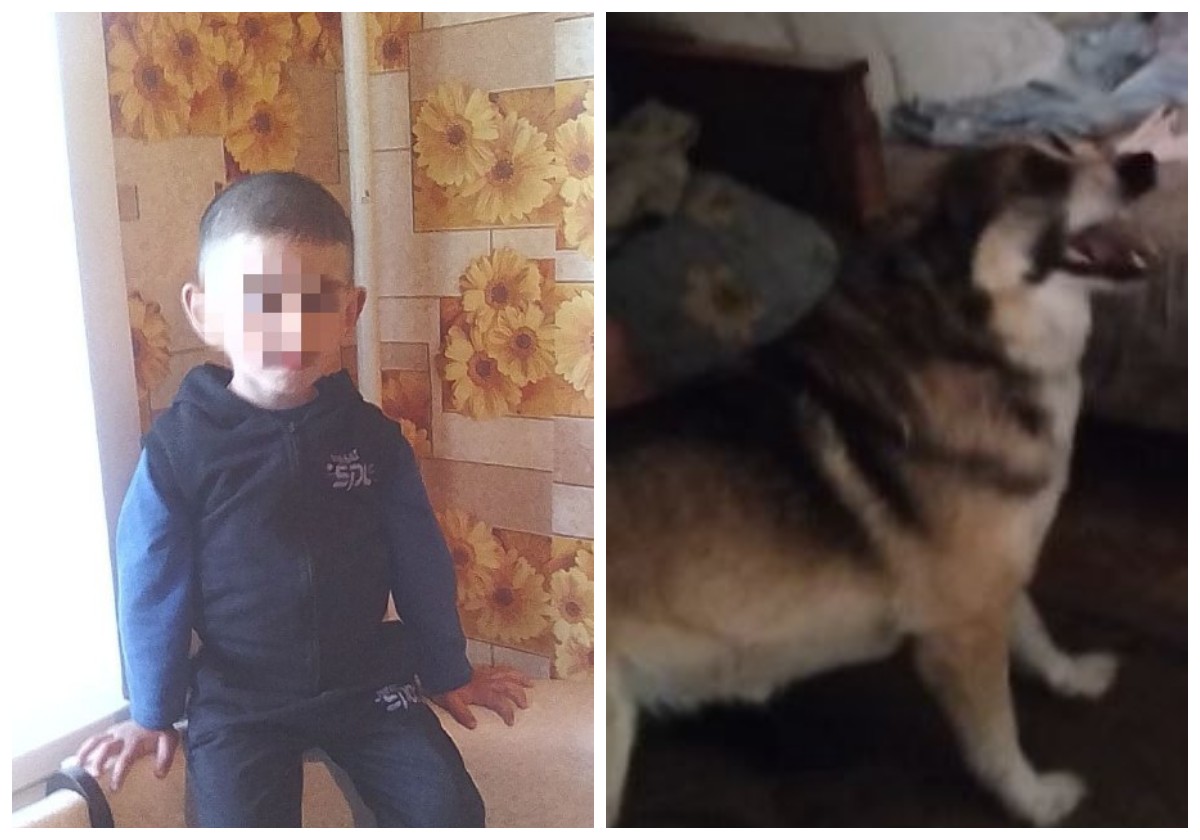 В Юрьев-Польском районе собака укусила мальчика в промежность