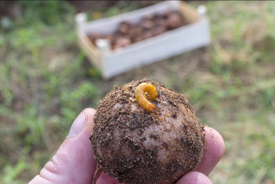 Проволочник исчезнет навсегда: спасаем будущий урожай картофеля уже в апреле