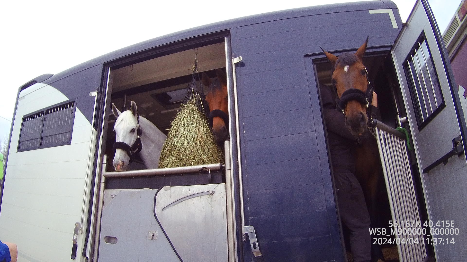 Владимирские ветеринары проверили здоровье лошадей для участия в соревнованиях в Узбекистане