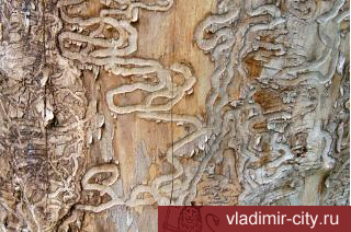 В одном из владимирских скверов вырубят 40 пораженных ясеневой изумрудной златкой деревьев