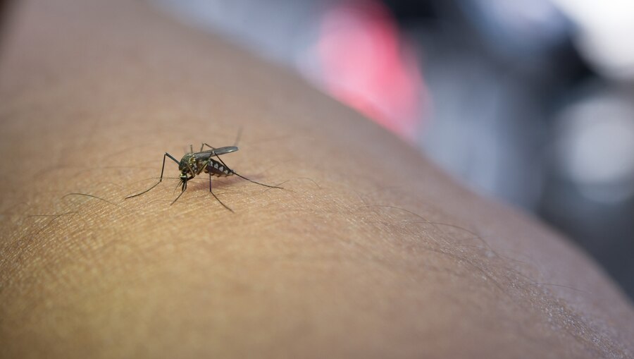 Биолог рассказал, когда можно ждать массового появления комаров