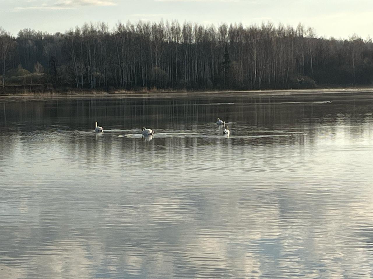 Во Владимирской области увидели редких белых лебедей