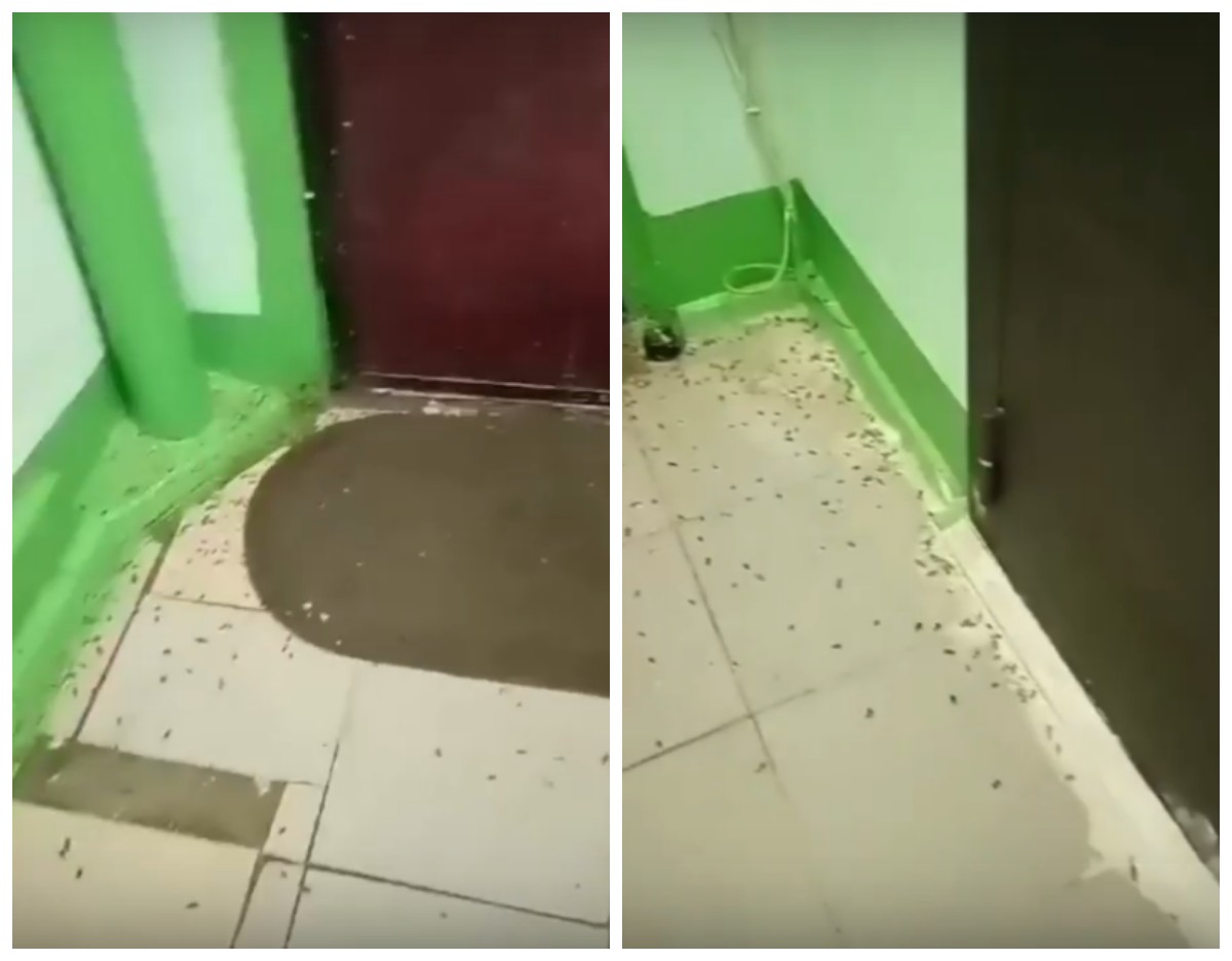 Жильцы дома на Верхней Дуброве жалуются на вонь и тараканов из квартиры, в которой живут 15 собак