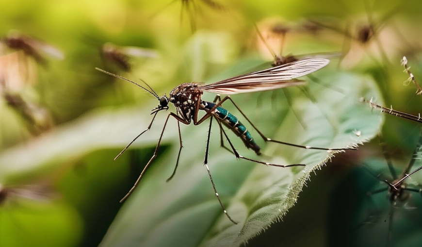 В России обнаружили 47 новых вирусов в комарах и клещах