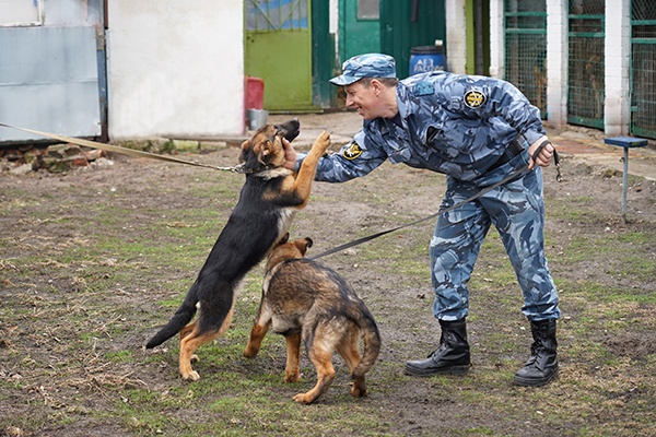 На службу в УФСИН по Владимирской области приняли новых щенков 