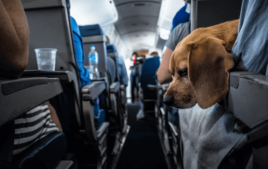 "Теперь не багаж". авиакомпания одобрила перевозку животных в салоне самолета