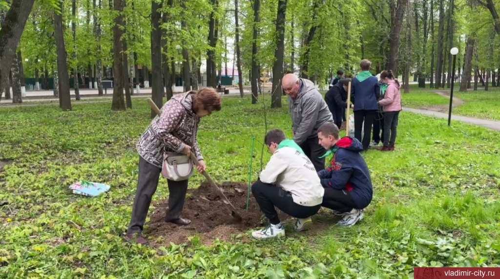 В Центральном парке во Владимире высадили 10 красных дубов 