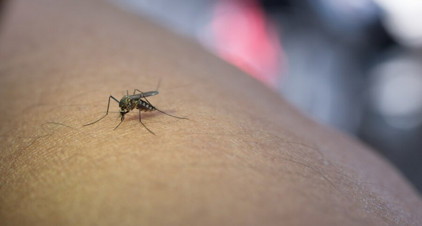 Клещи и комары не побеспокоят: простой способ избавиться от кровососов без репеллентов