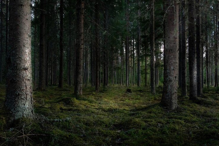 До 12 июня нельзя будет ходить в лес: срочное предупреждение от властей 