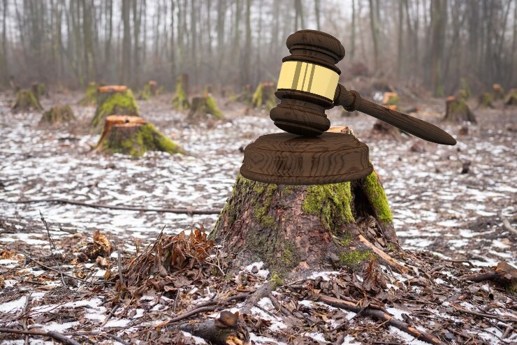 Лесоруба из Гусь-Хрустального осудили за вырубку 139 деревьев «по ошибке»