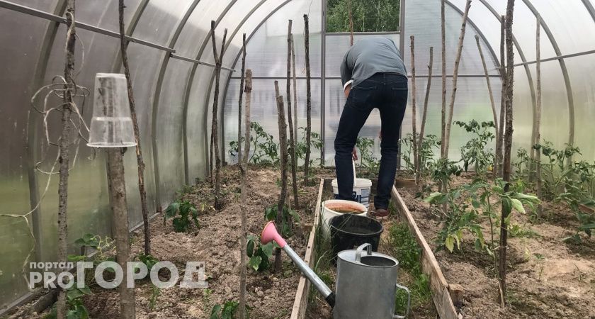 Бесплатно, натурально, эффективно: дачникам представили новое средство от сорняков