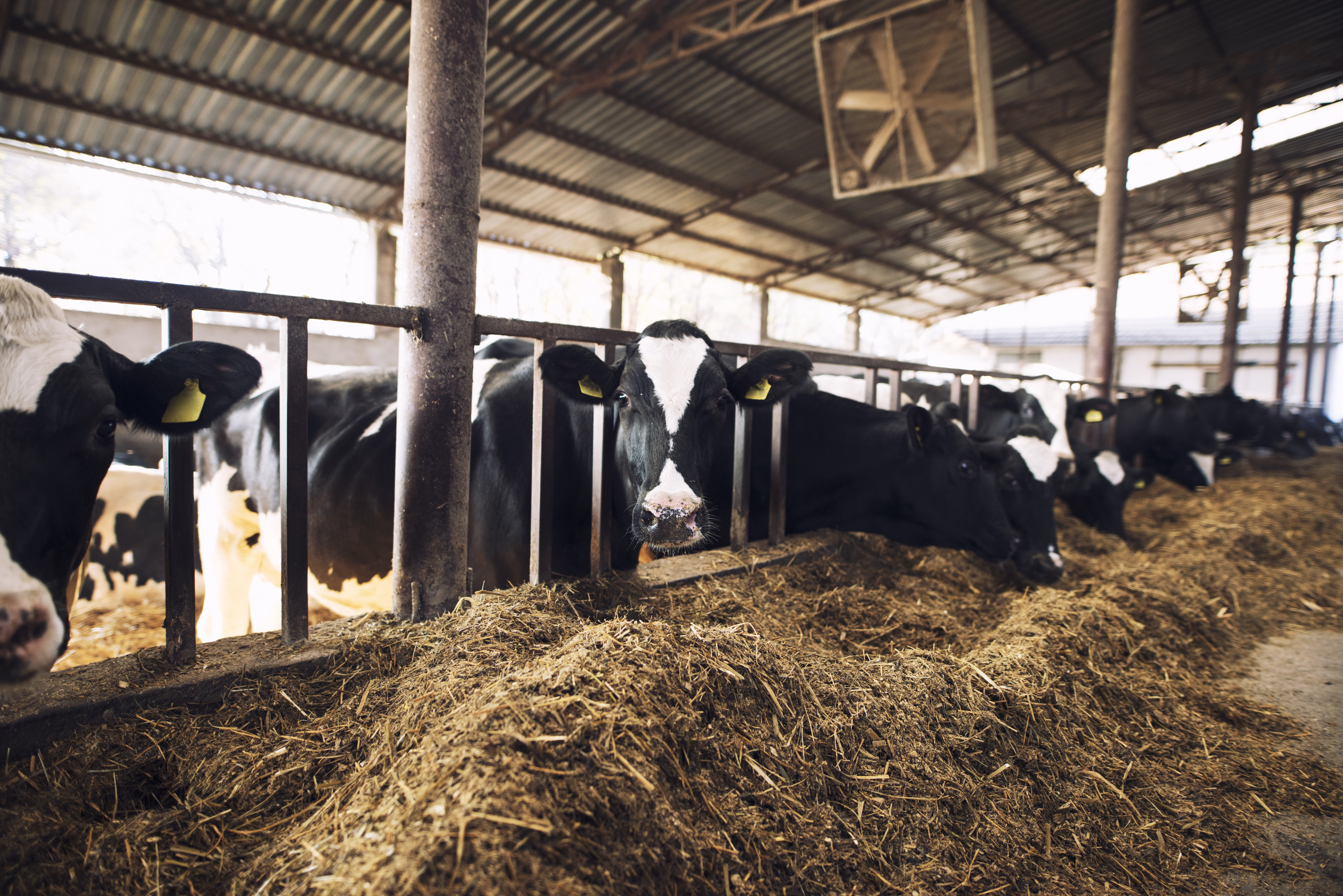 Во Владимирской области в молочной продукции нашли кишечную палочку и пальмовое масло