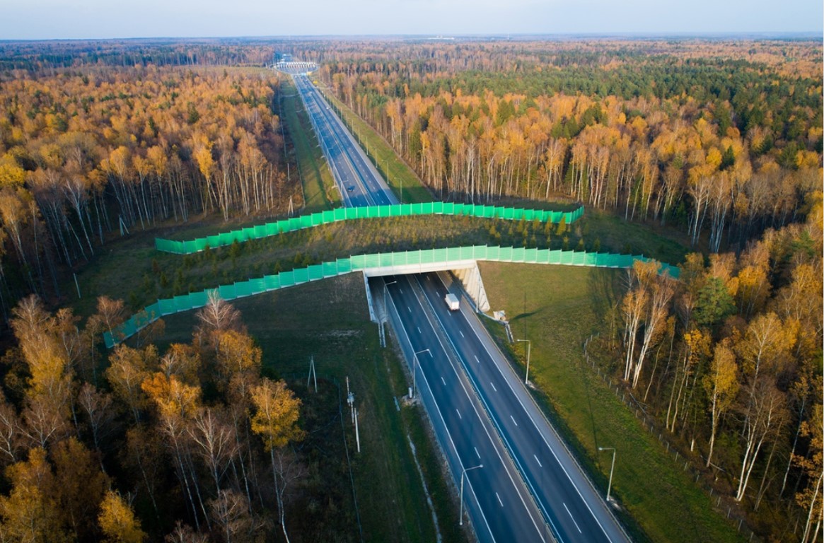 МТС оцифровала мост для диких животных над трассой М12 во Владимирской области