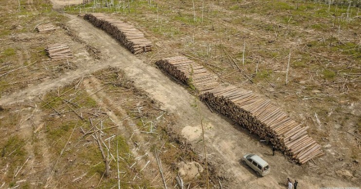 Предпринимателю во Владимирской области разрешили спилить 14 деревьев, а он уничтожил 1500