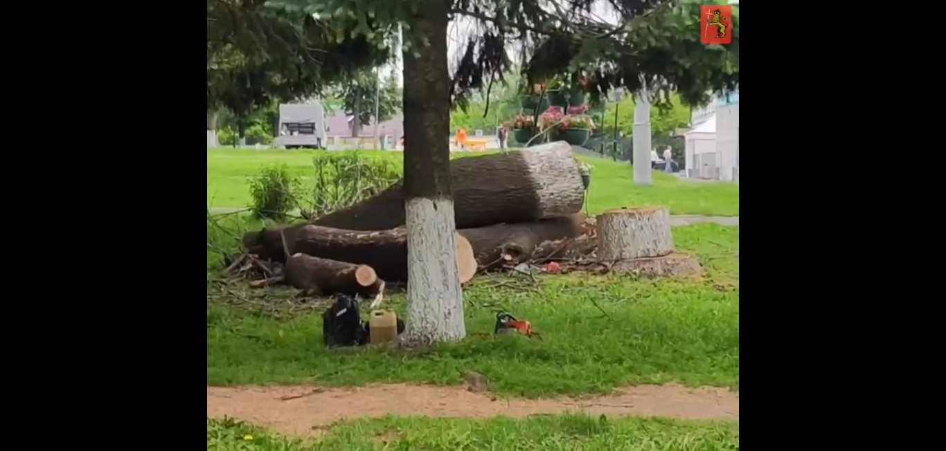 В парке Липки во Владимире спилили зараженные ясеневой изумрудной златкой деревья 