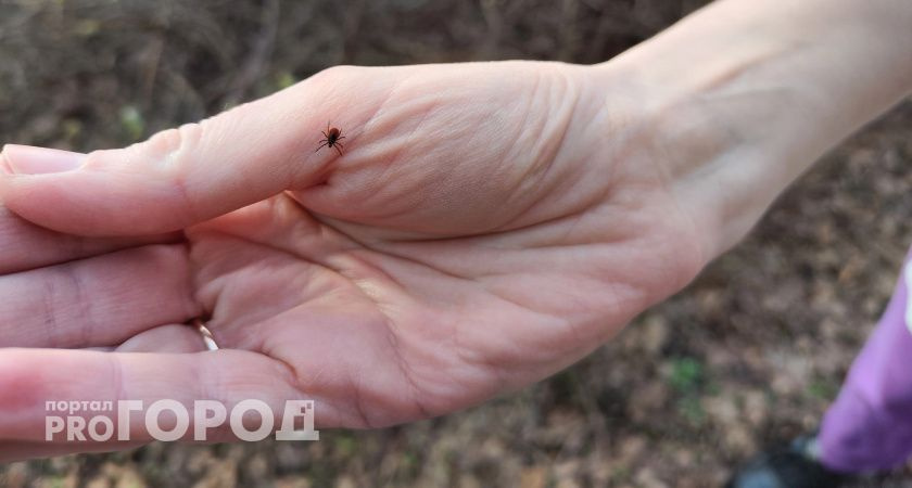  домашнее средство, а защищает лучше магазинного аэрозоля