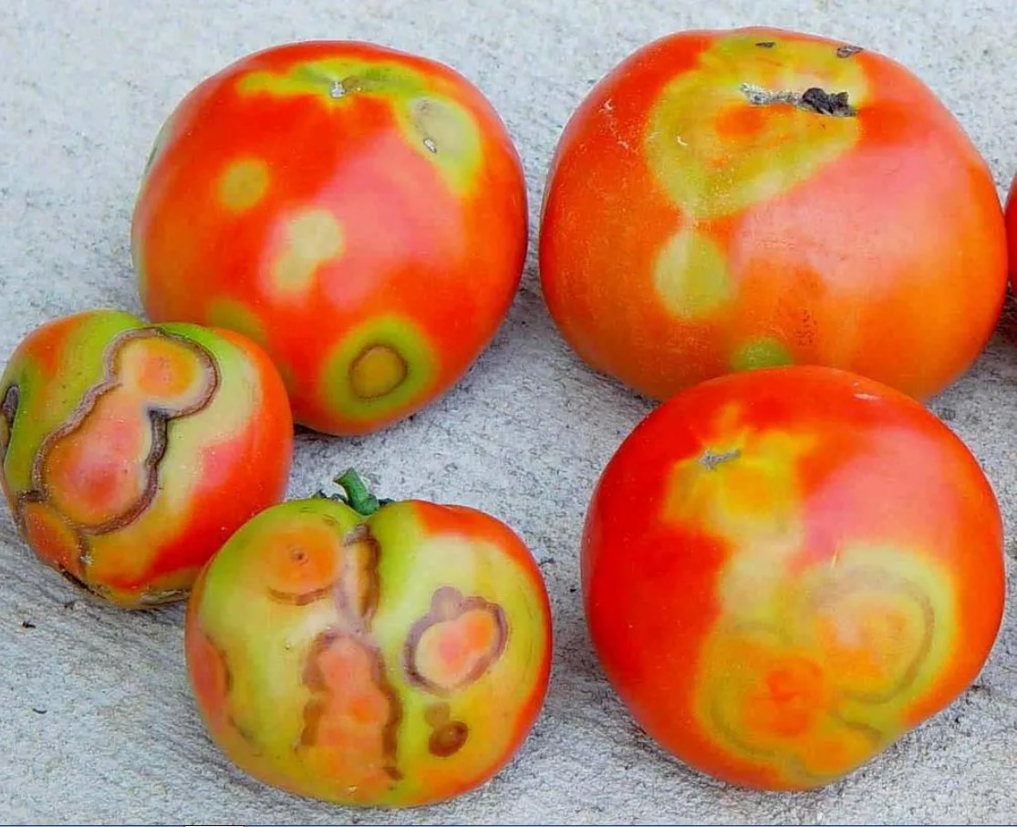 Владимирские теплицы проверят на вирус пятнистого увядания томатов