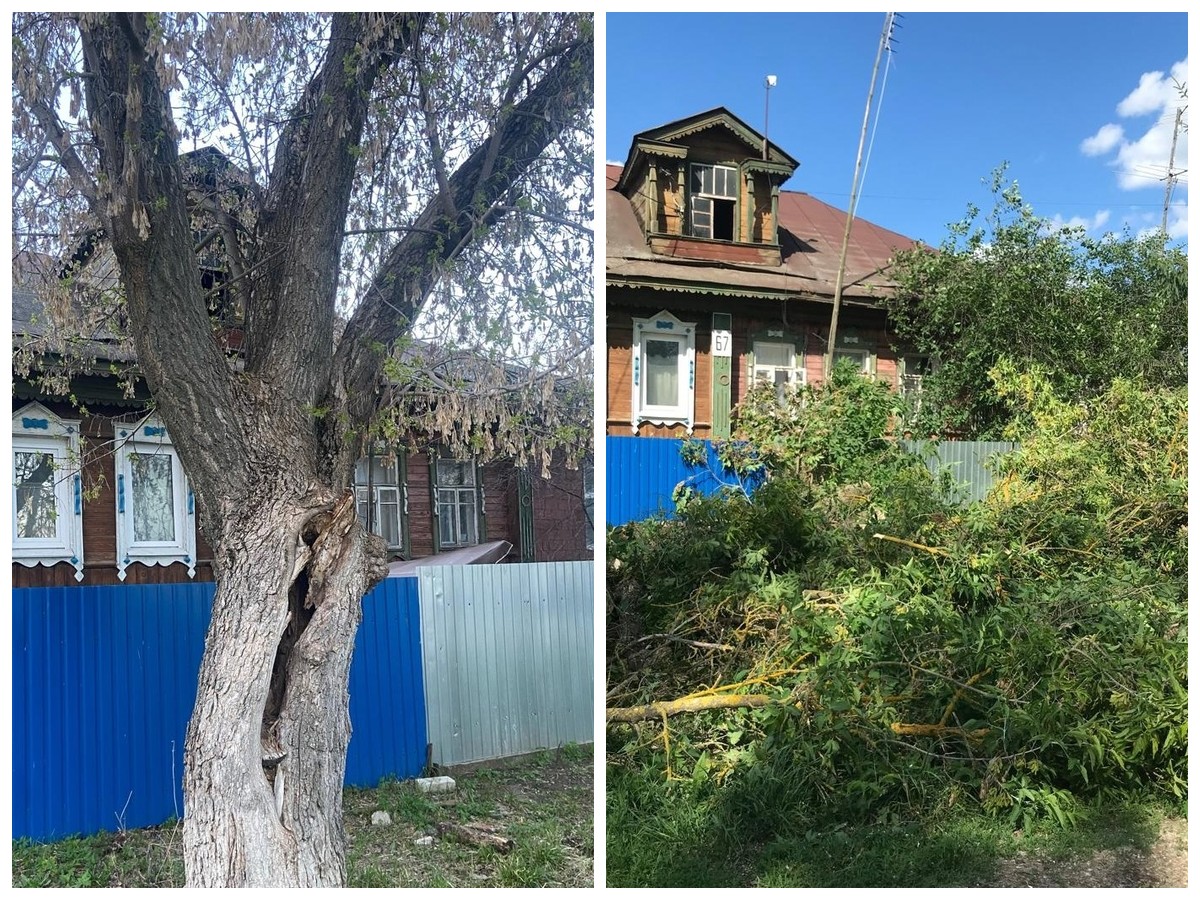 Во Владимирской области благодаря прокурорам спилили дерево, которое могло упасть на дом с детьми