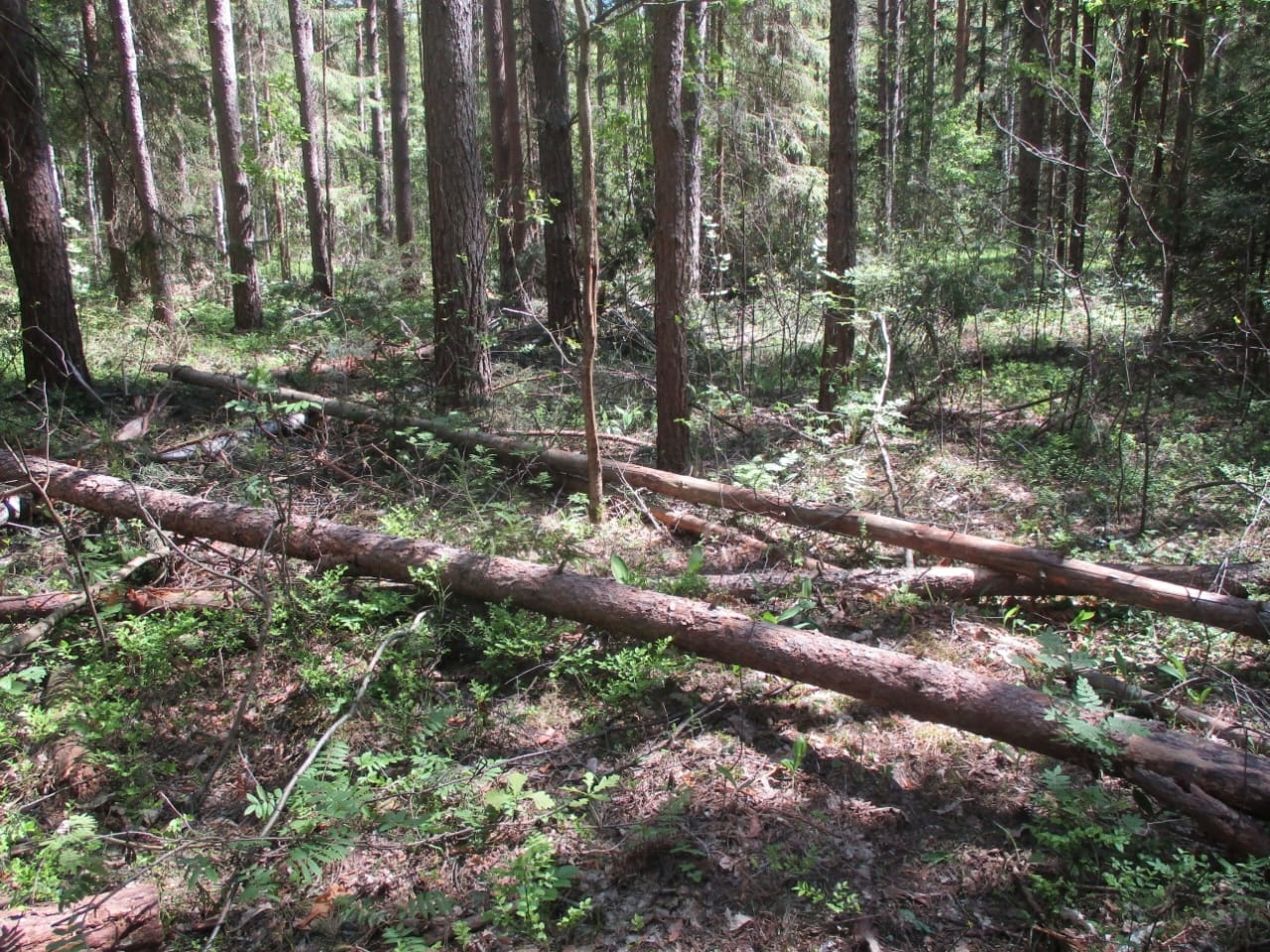 В Муромском районе неизвестные нарубили дров в заказнике на полмиллиона рублей
