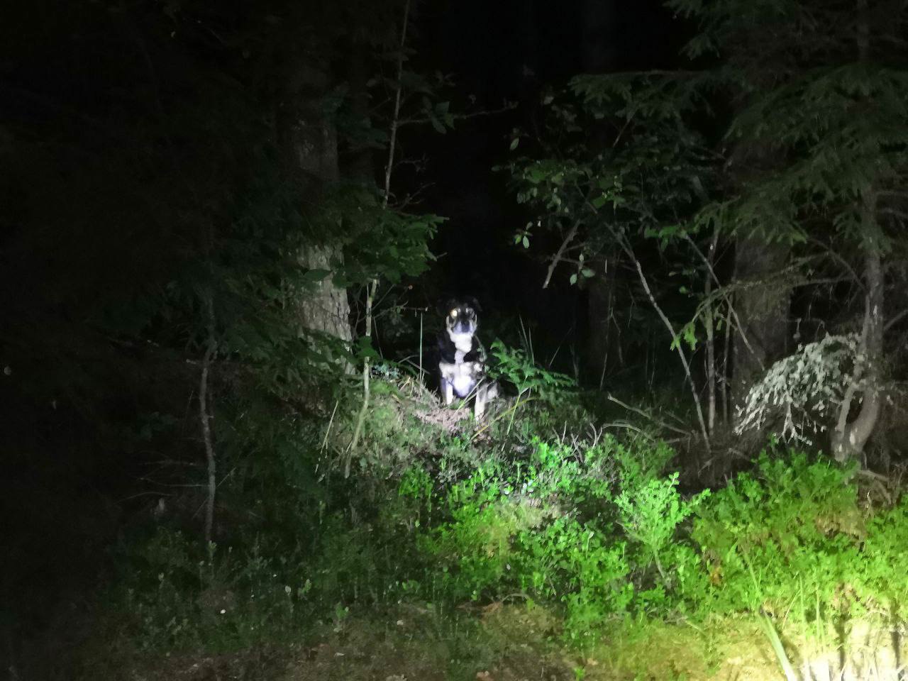  Во Владимирской области собака помогла спасти 70-летнего хозяина, который заблудился в лесу 