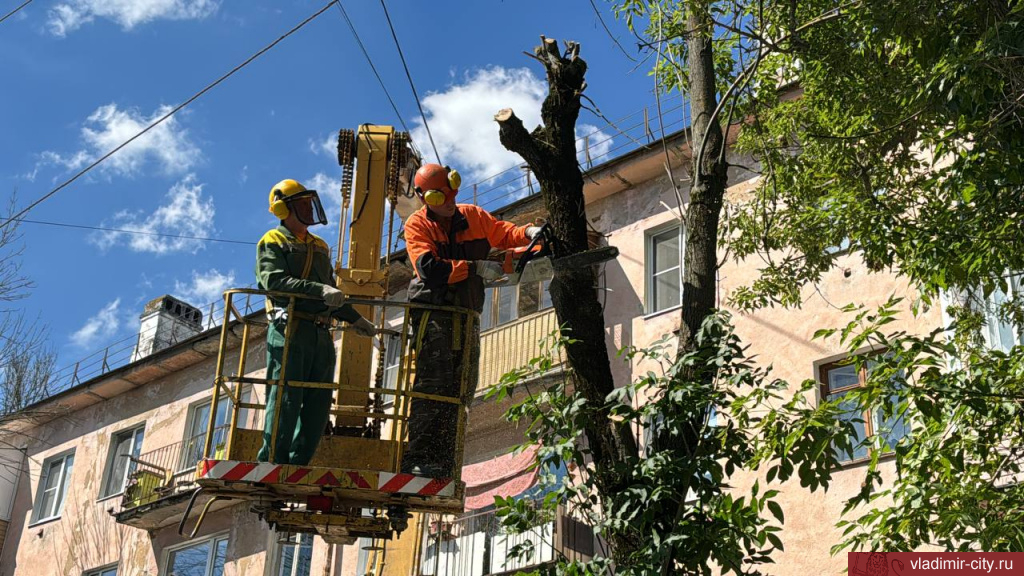 Во Владимире спиливают зараженные ясеневой изумрудной златкой деревья 