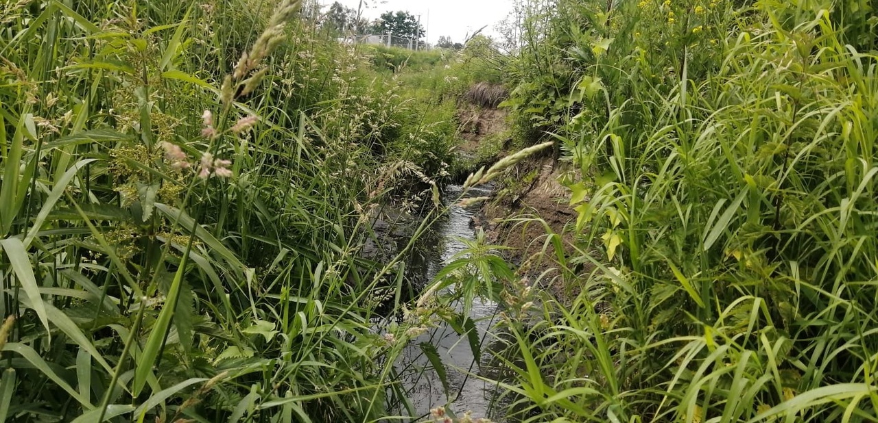 Река в Александровском районе оказалась загрязнена нечистотами 