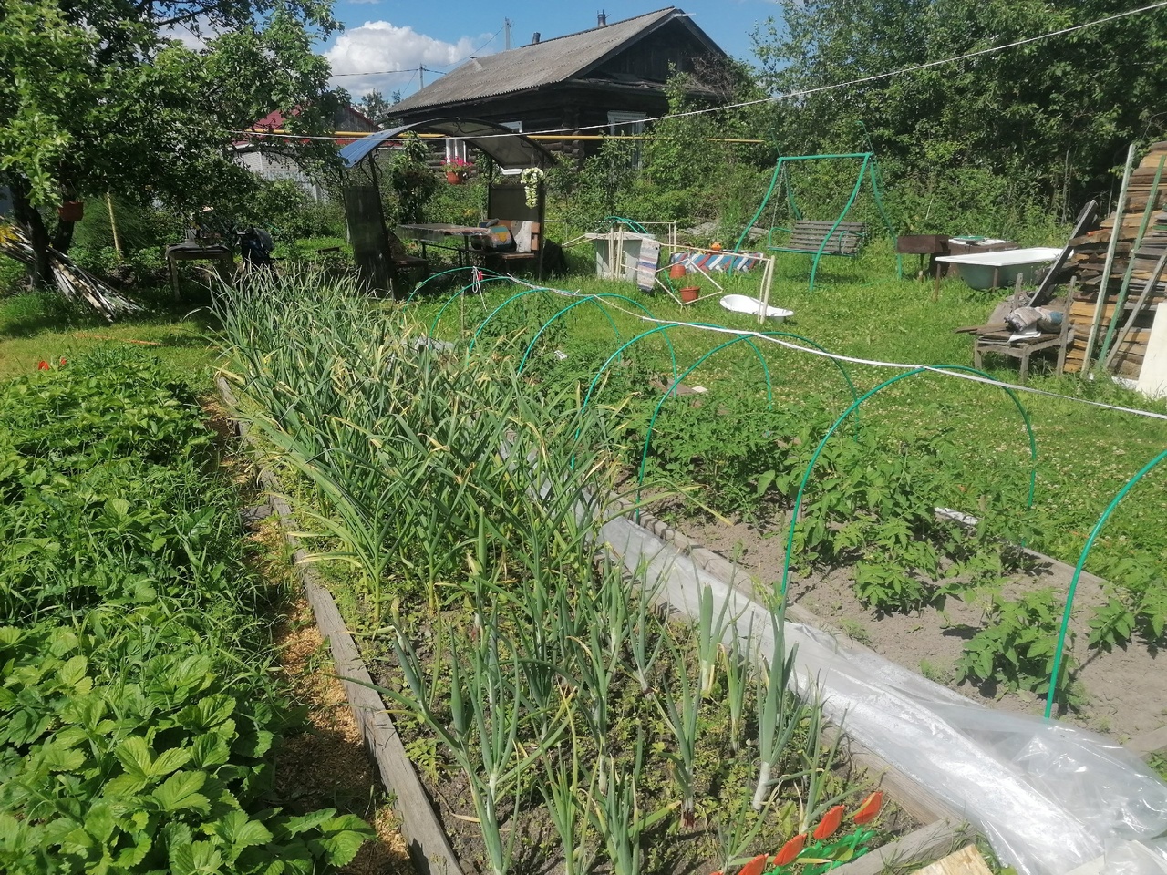 В июле разбросайте по огороду это - и масса проблем решится: это поможет улучшить урожай и спасти растения от вредителей
