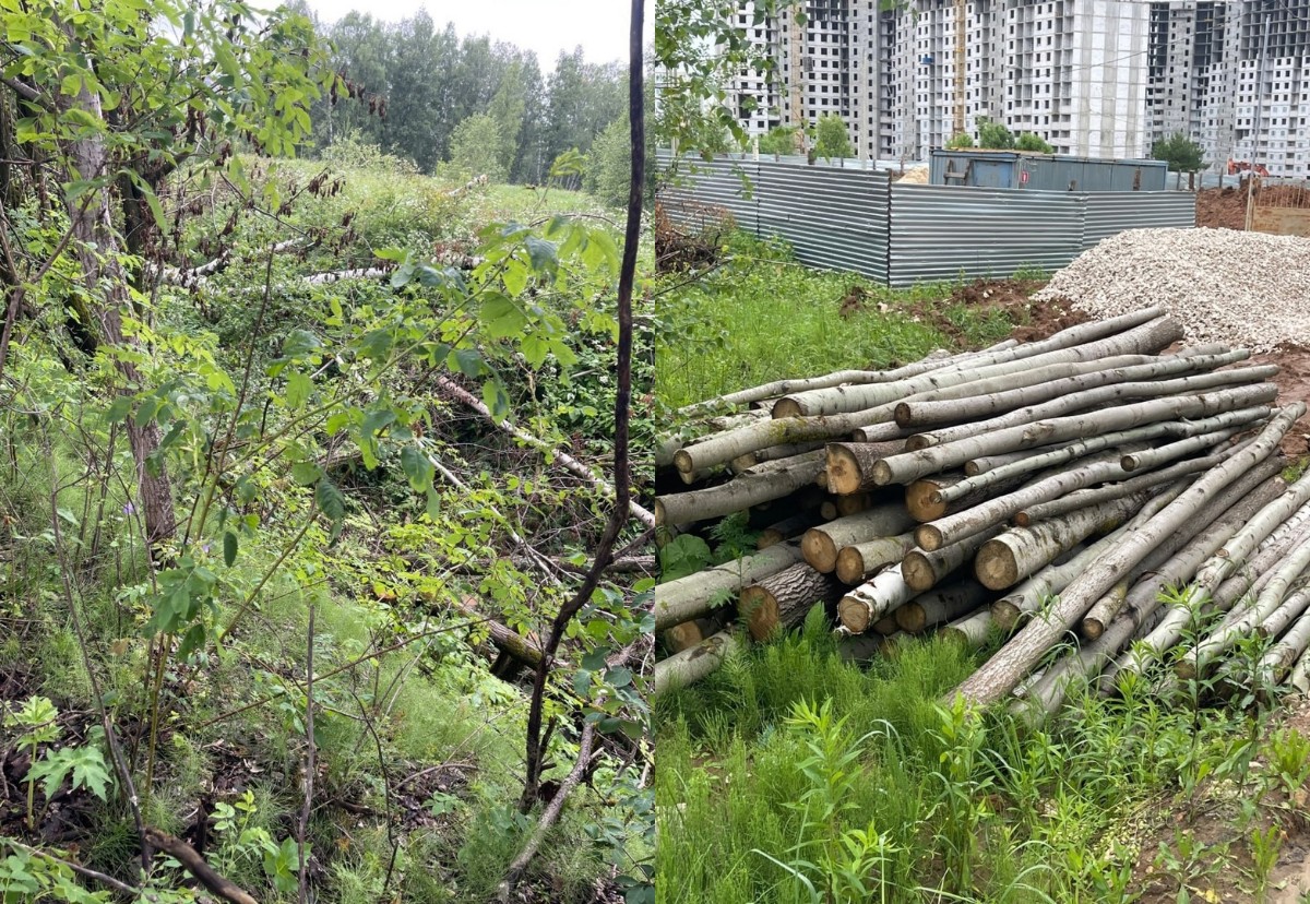 Во Владимире во время строительства на Сталинградском бульваре незаконно вырубили деревья 