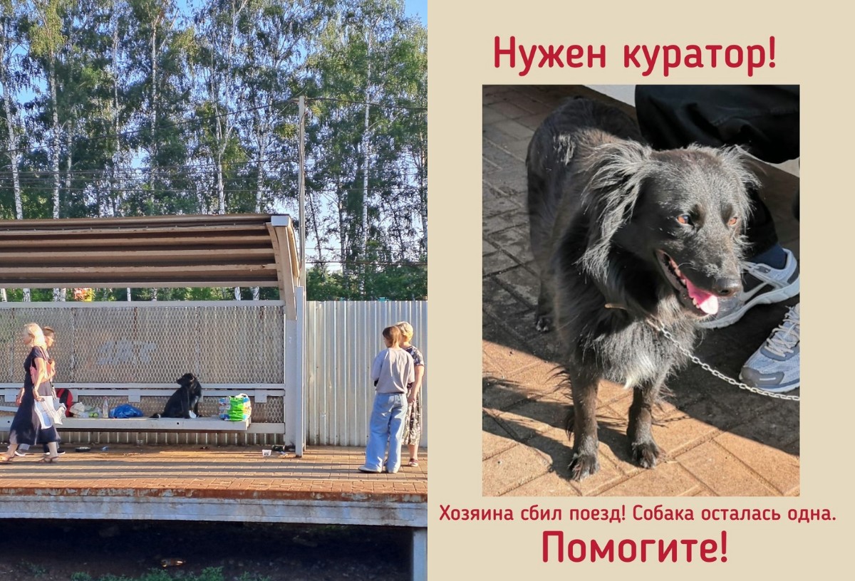 Собака преданно ждала на платформе хозяина, которого сбил экспресс "Москва-Владимир"