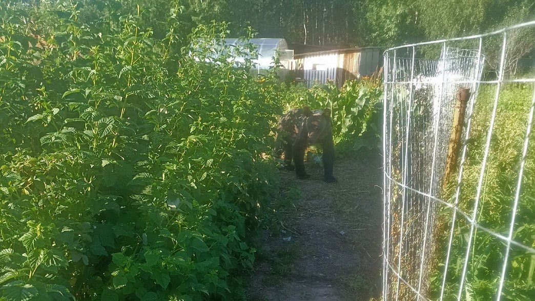 Во Владимирской области молодой медведь залез в огород и полакомился ягодами 