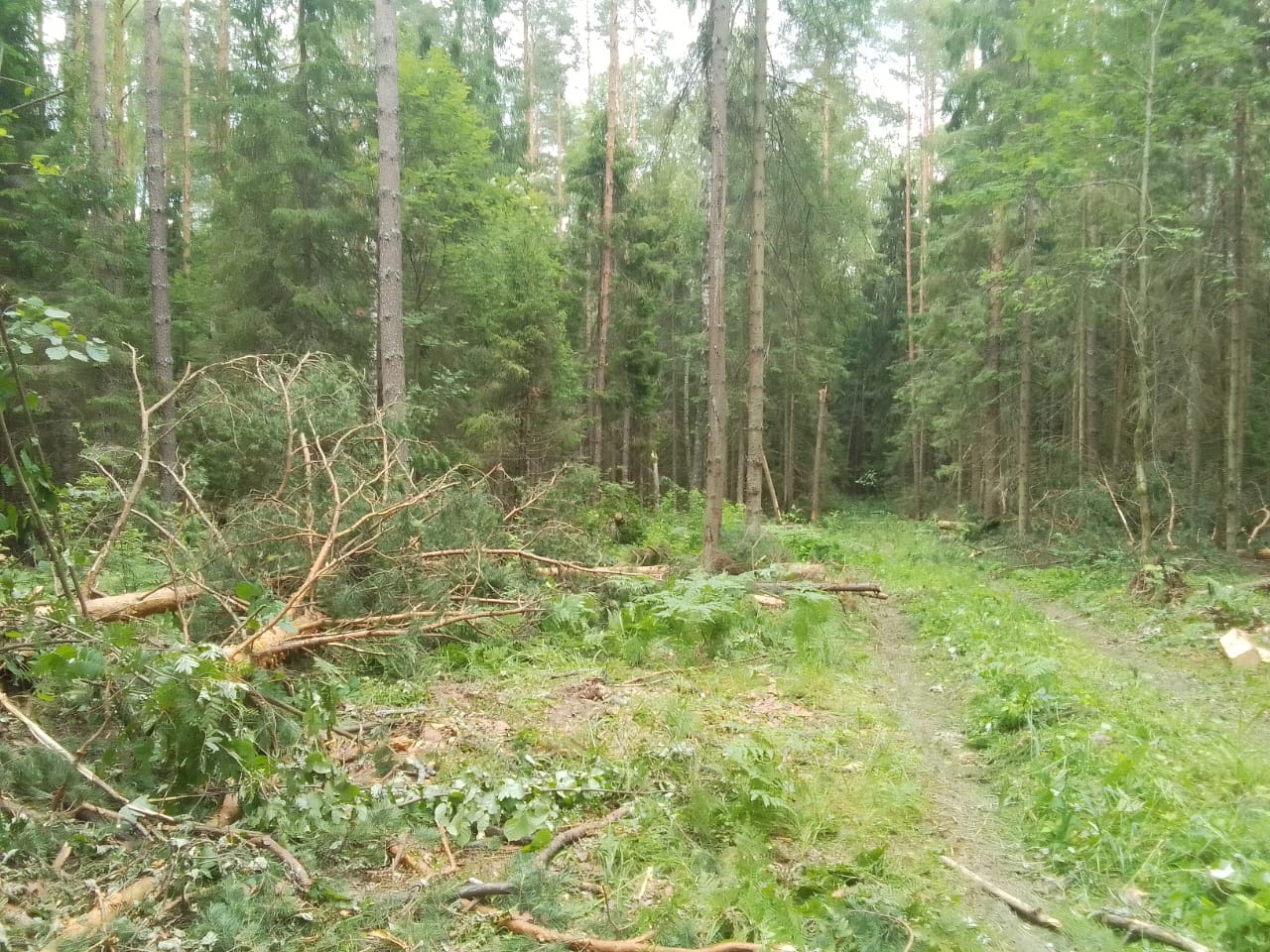 Во Владимирской области неизвестные вырубили деревья на более 1,9 миллиона рублей 