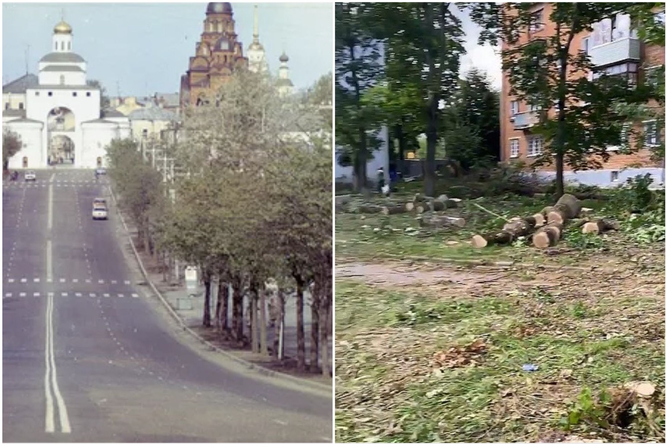 Вернуть липы в центр города и победить изумрудную златку: что об этом думает главный городской садовник Ирина Кузьменко