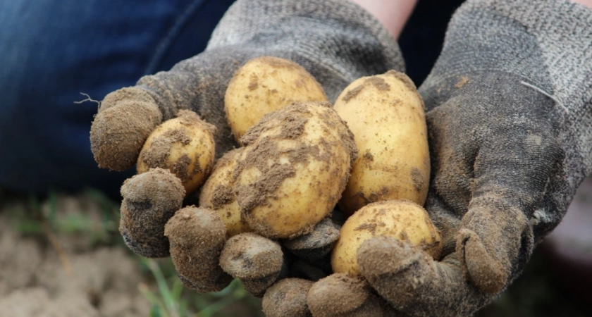  опрыскайте клубни после выкапывания — никакой гнили