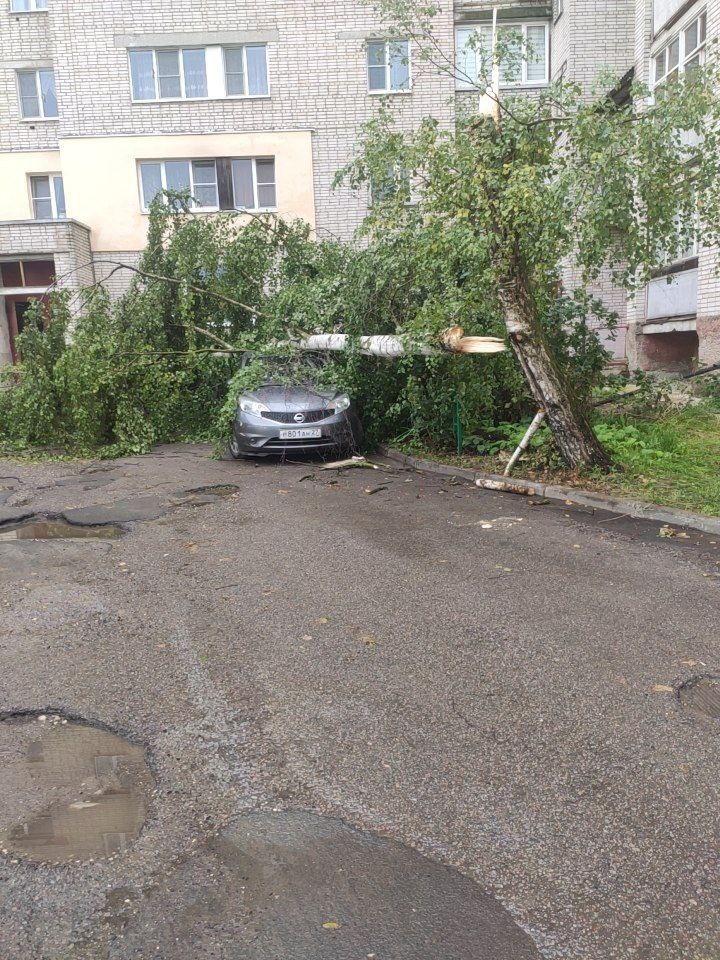Во Владимире дерево рухнуло на припаркованный автомобиль 