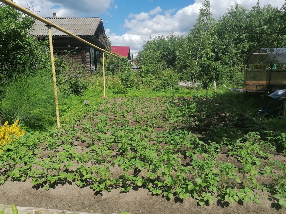  в сентябре добавляю это в почву — и весной земля становится плодородной и рыхлой