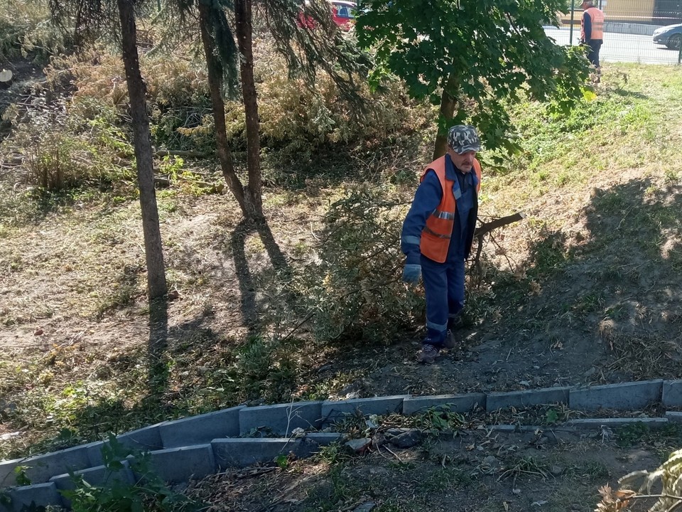 Во Владимире погибло 800 деревьев из-за изумрудной златки и ураганов в 2024 году